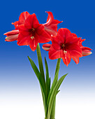 Hippeastrum Ayers Rock