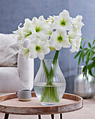 Hippeastrum Blizzard (amaryllis)