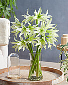 Hippeastrum White Nile (amaryllis)