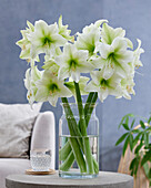 Hippeastrum Mojito