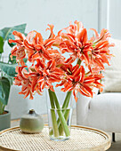 Hippeastrum Wild Dance