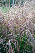 Miscanthus sinensis