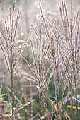 Miscanthus sinensis