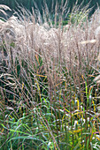 Miscanthus sinensis