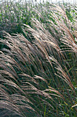 Miscanthus sinensis Crater