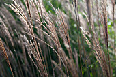 Miscanthus sinensis Krater