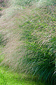 Panicum virgatum - switchgrass