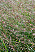 Panicum virgatum