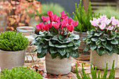 Cyclamen lachsfarben