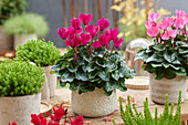 Cyclamen purple