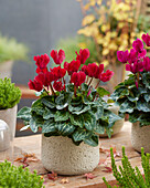 Cyclamen red