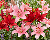 Lilium Brindisi, Ducati