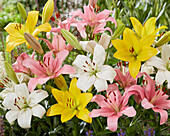 Lilium LA hybrid mixture (lilies)