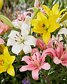 Lilium LA hybrid blend