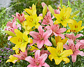 Lilium Nashville, Brindisi