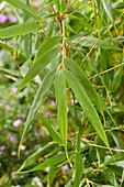 Fargesia robusta Wenchuan