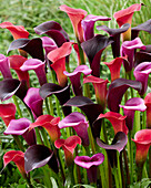 Zantedeschia blend