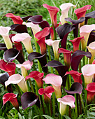 Zantedeschia-Mischung