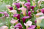 Calla combination