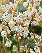 Callicarpa bodinieri Snowstar