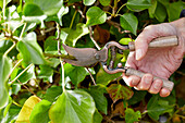 Pruning Hedera