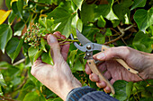 Pruning Hedera