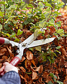 Trimming beech hedge