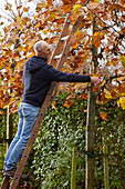 Pruning plane trees