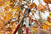 Pruning plane trees