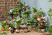 Hydroponics collection