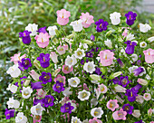 Campanula mittel Champion mix