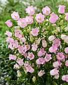 Campanula medium Champion rose (bellflowers)