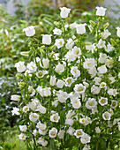 Campanula medium Champion white (bellflowers)