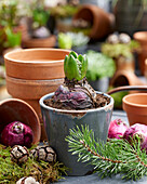 Hyacinth bulbs in pots