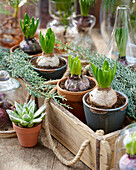 Hyacinth bulbs in pots