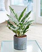 Aglaonema Greyhound