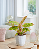 Aglaonema Salmon Fantasy