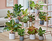 Aglaonema Sammlung