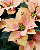 Euphorbia pulcherrima Herbstblätter