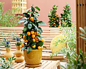 Citrus microcarpa