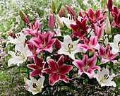 Lilium mixture (lilies)