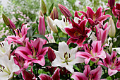 Lilium blend