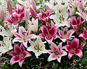 Lilium OT-hybrid blend