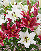 Lilium Euphoria, Sempione