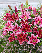 Lilium Donacion, Euphoria (lilies)