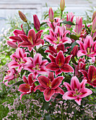 Lilium Donacion, Euphorie