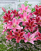 Lilium Maldano, Euphoria (lilies)