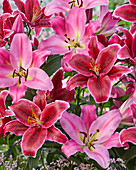 Lilium Maldano, Euphorie