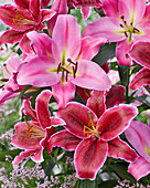 Lilium Maldano, Euphoria