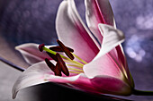 Lilium Blume